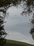 FZ022617 Framed Red kites (Milvus milvus).jpg